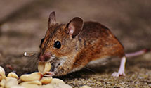 24 Hour & Emergency Exterminators in Arcadia, CA